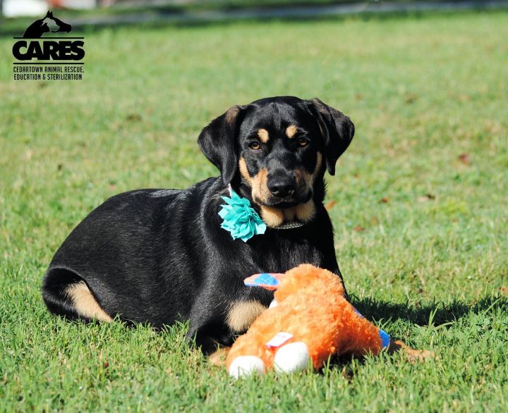 Caroline Cedartown Animal Rescue
