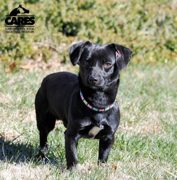 Evander Cedartown Animal Rescue