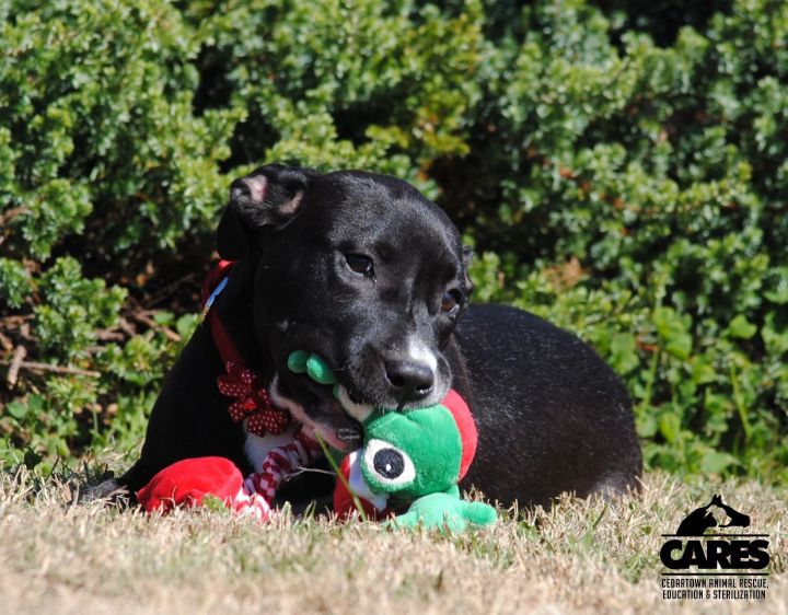Maple 2 Cedartown Animal Rescue