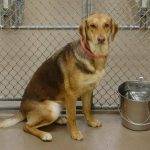 Adoptable (Official) Georgia Dogs for November 12, 2024