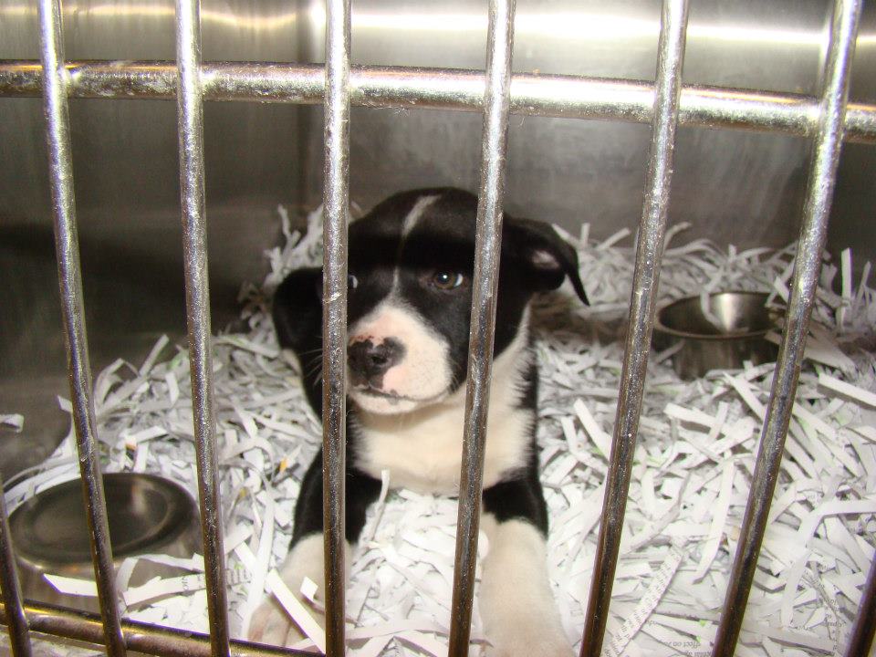 BarrowBulldog4