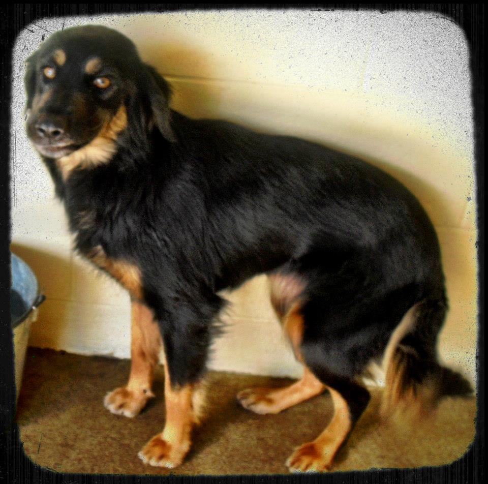 MurrayBlackAndTan