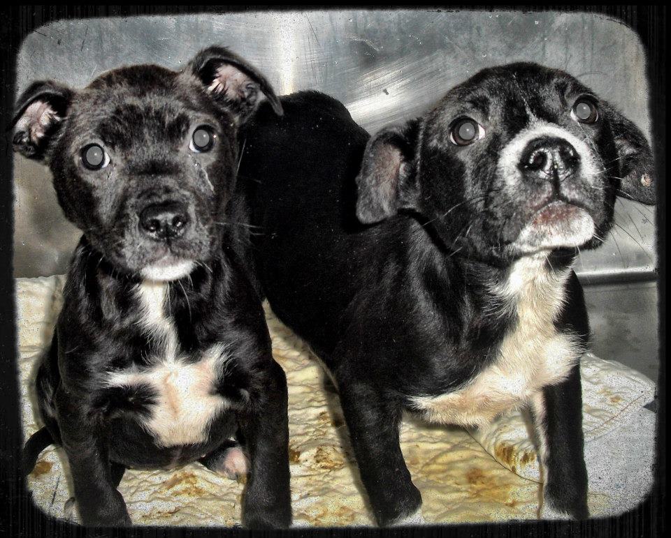 MurrayPuppies