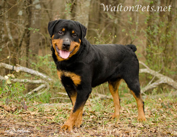 WaltonZeus