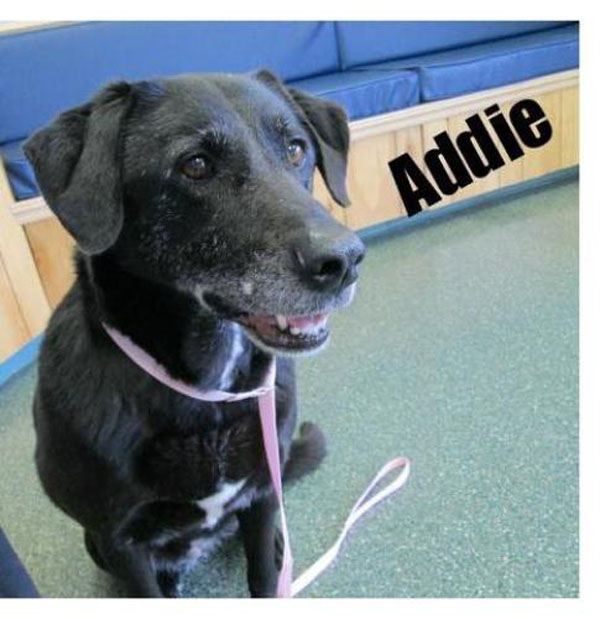 AddieGwinnett