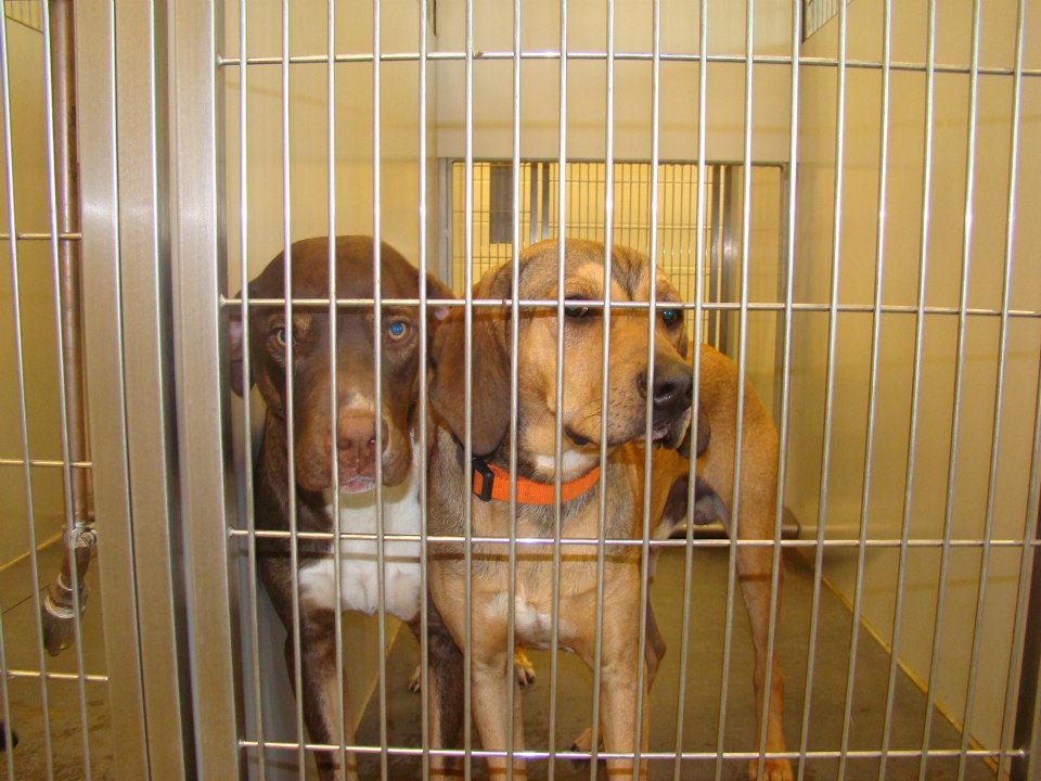 BarrowHoundDogs