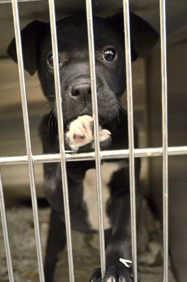 BarrowPuppy011