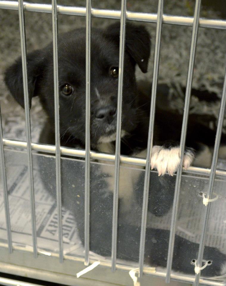 BarrowPuppy061