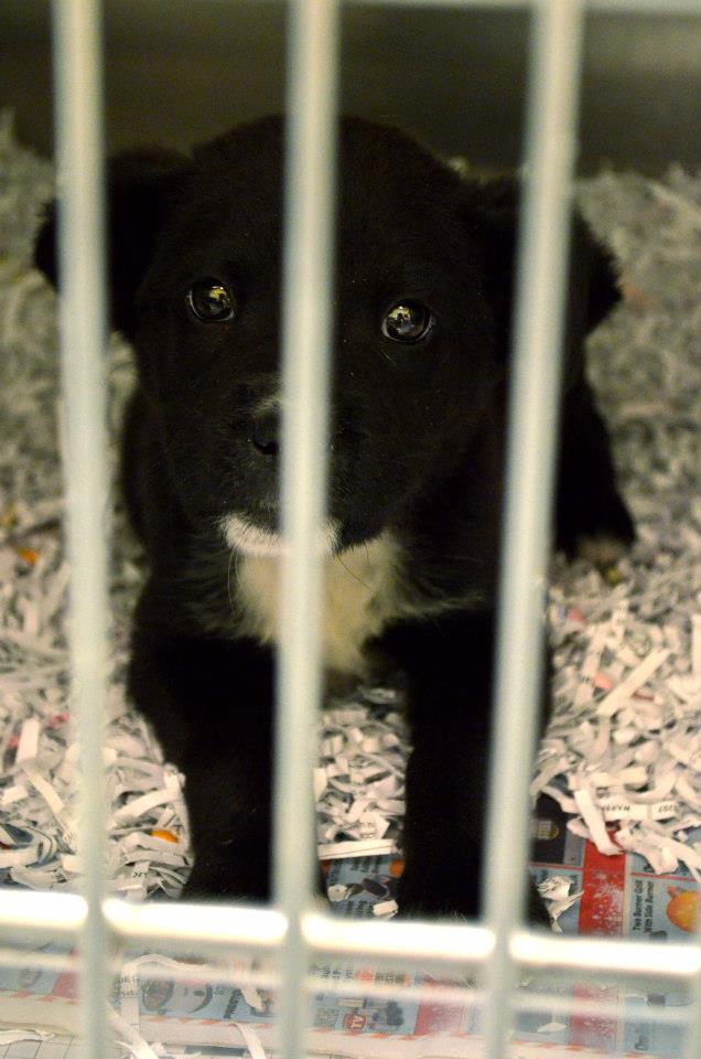 BarrowPuppy063