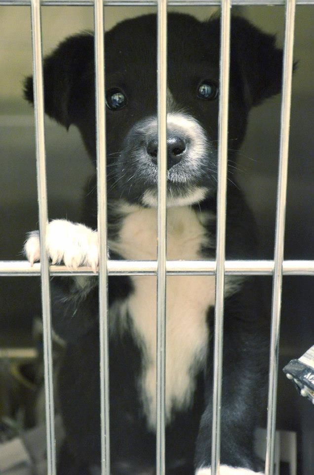 BarrowPuppy065