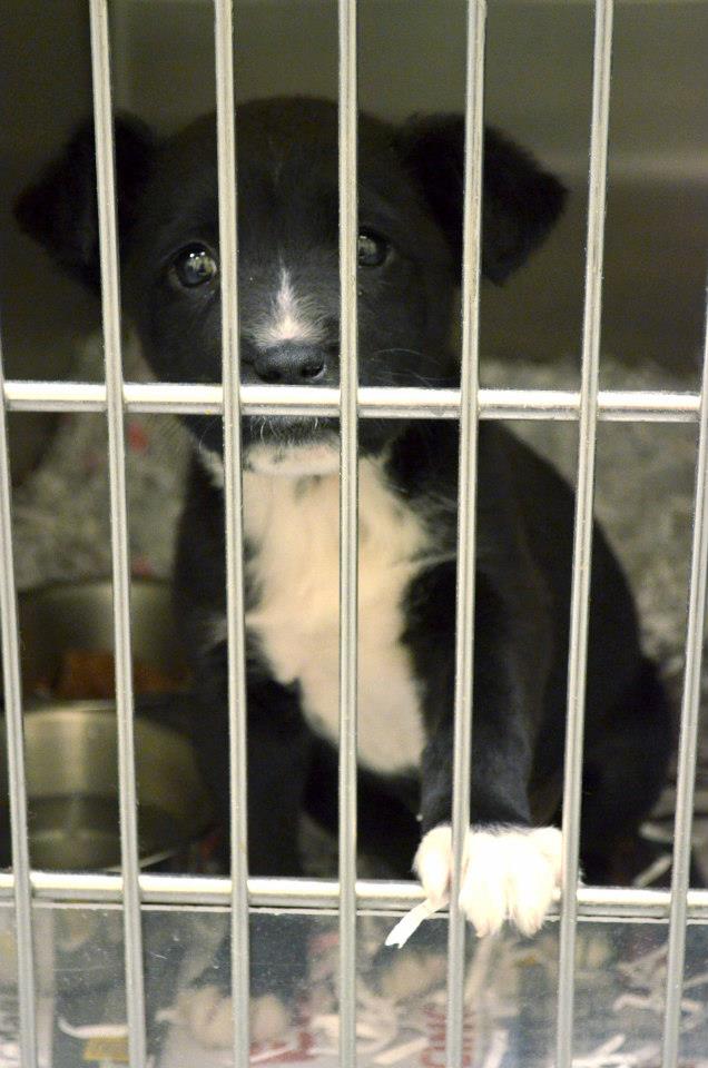 BarrowPuppy066