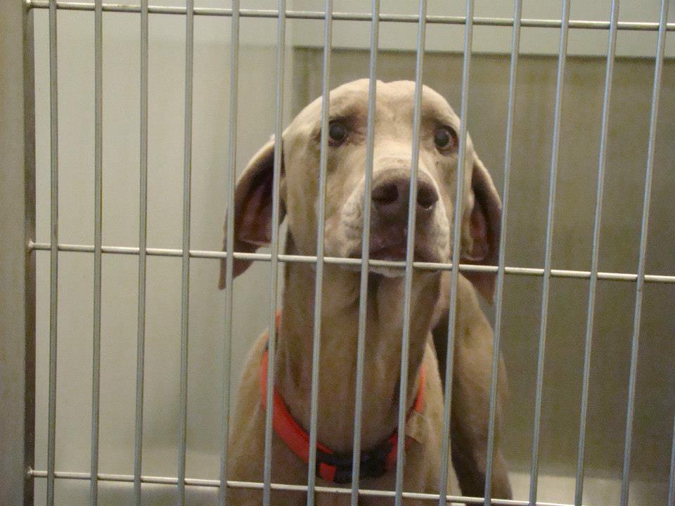 BarrowWeimaraner1