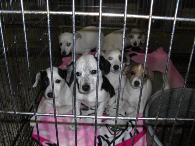 FanninCountyJackRussells