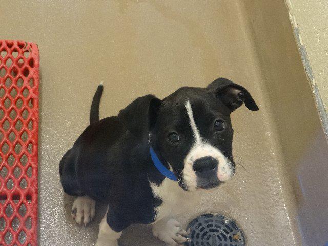 Gwinnett30527Boxer