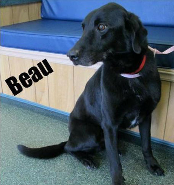 GwinnettBeau