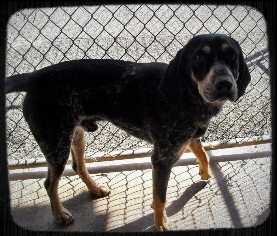 Murray Hound Dog Boy