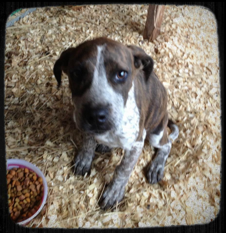 Murray Hound Puppy