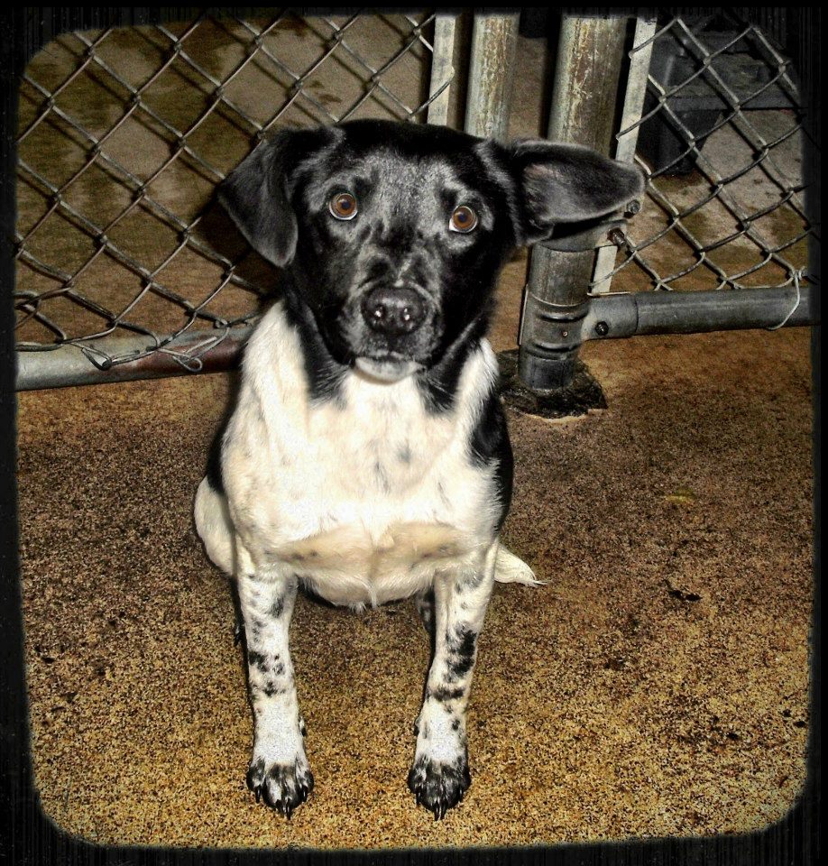 Murray Oreo Pointer