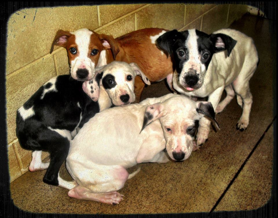 MurrayPuppies