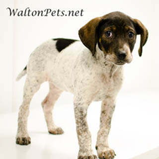 WaltonClover