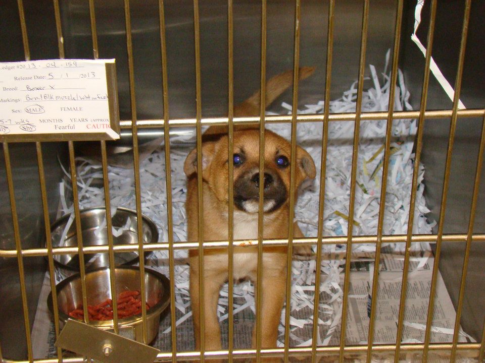 BarrowBabyBoxer2