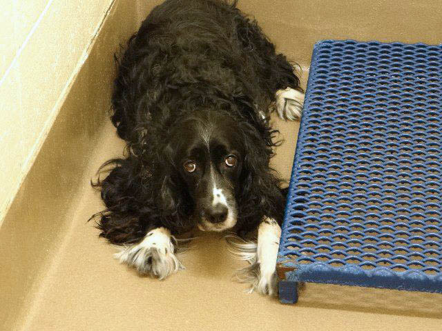 Gwinnett Springer Spaniel