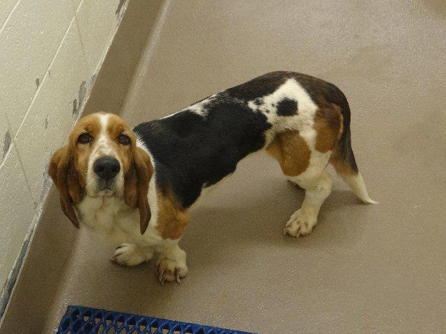 GwinnettBassettHound