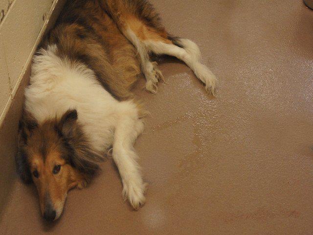 GwinnettCollie