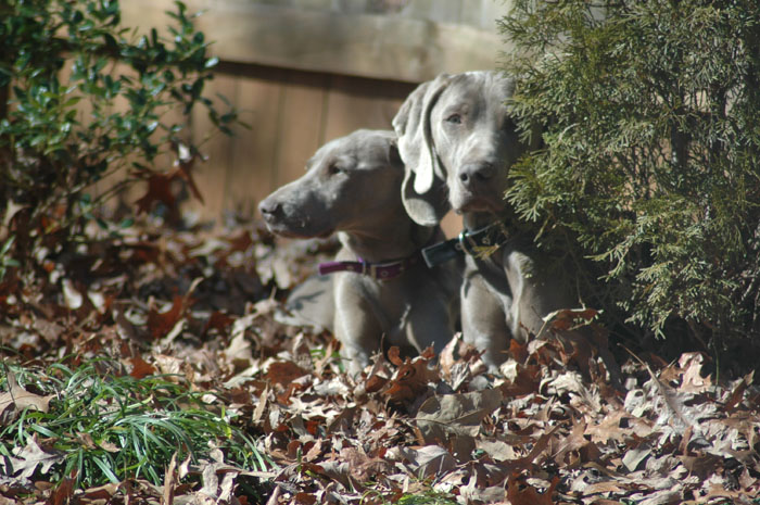 WeimaranerPairHiding