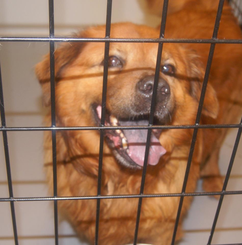 AngelsGoldenChow