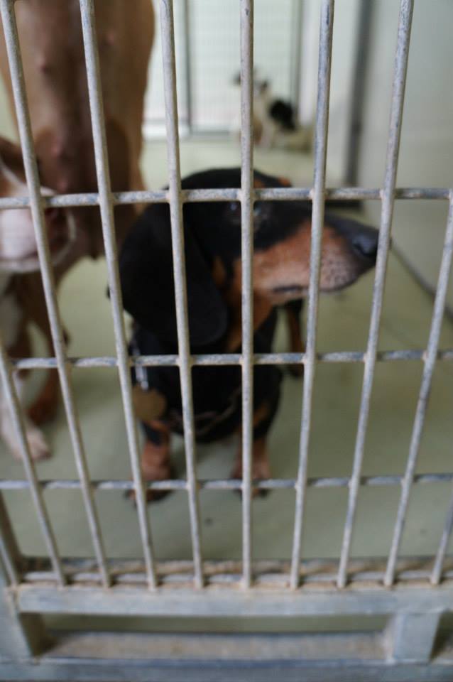 BARC Doxie