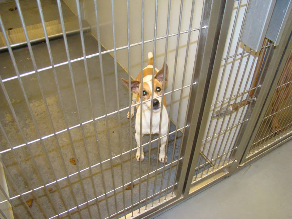 Barrow Jack Russell 2