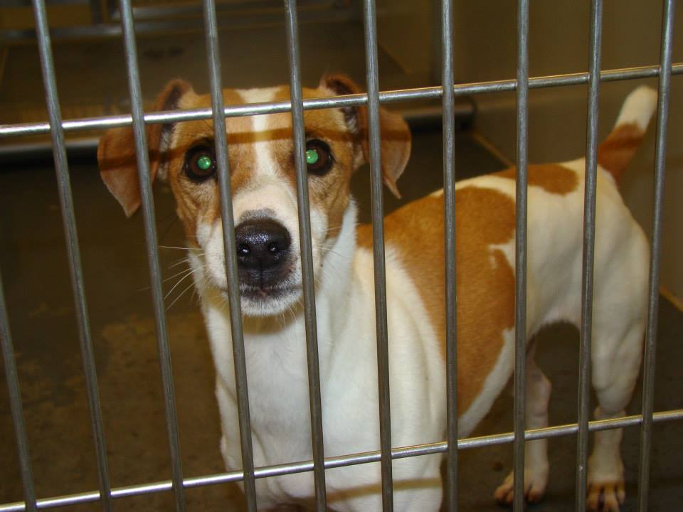 Barrow Jack Russell1