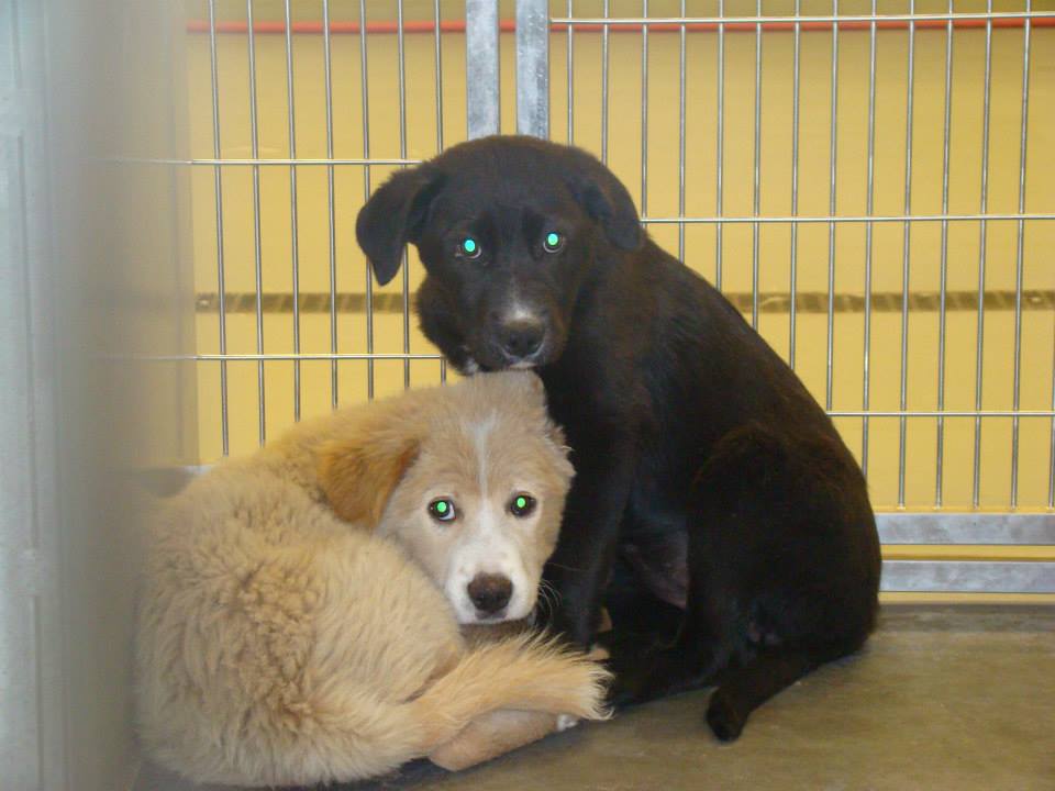 BarrowPuppies