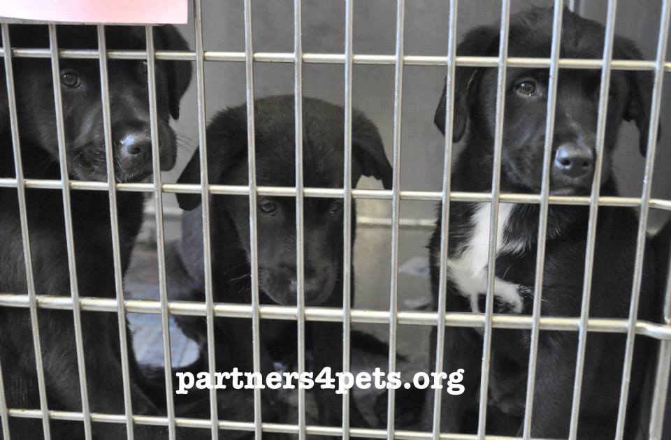 ClaytonThree Puppies
