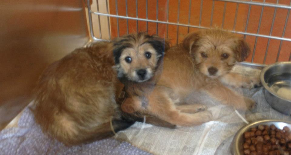 Gwinnett Female Terriers
