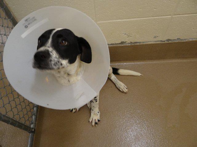 GwinnettBirdDog1