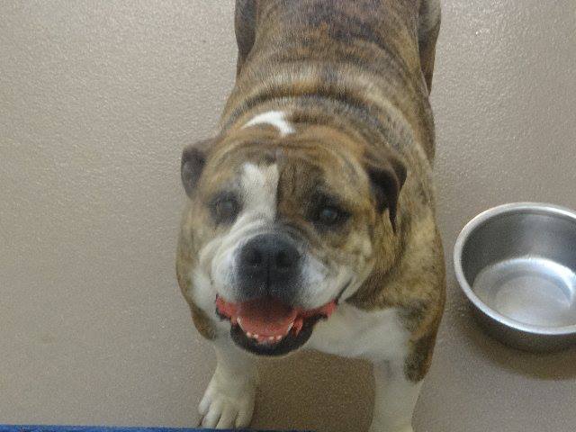 GwinnettEnglishBulldog