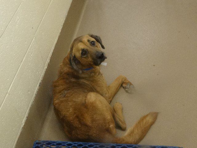GwinnettHoundDog