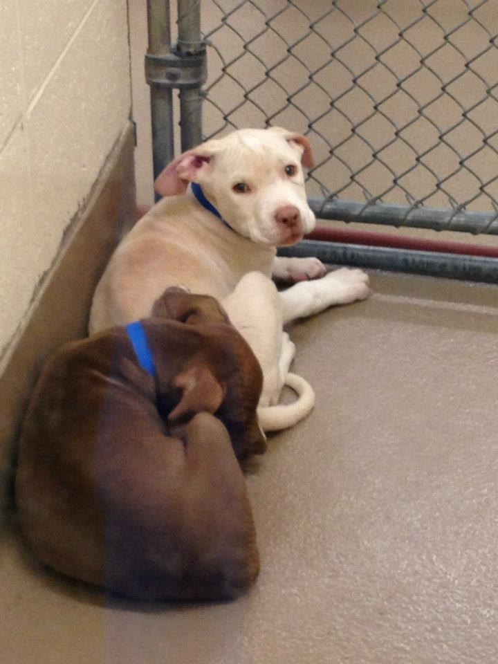 GwinnettPibblePups