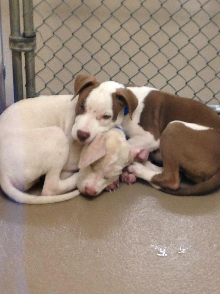 GwinnettPibblePups2