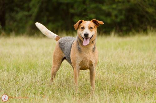 Hickory Hound Dog