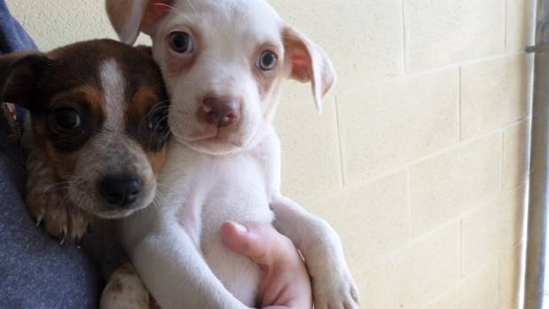 Murray County Cattledog Terrier Pups