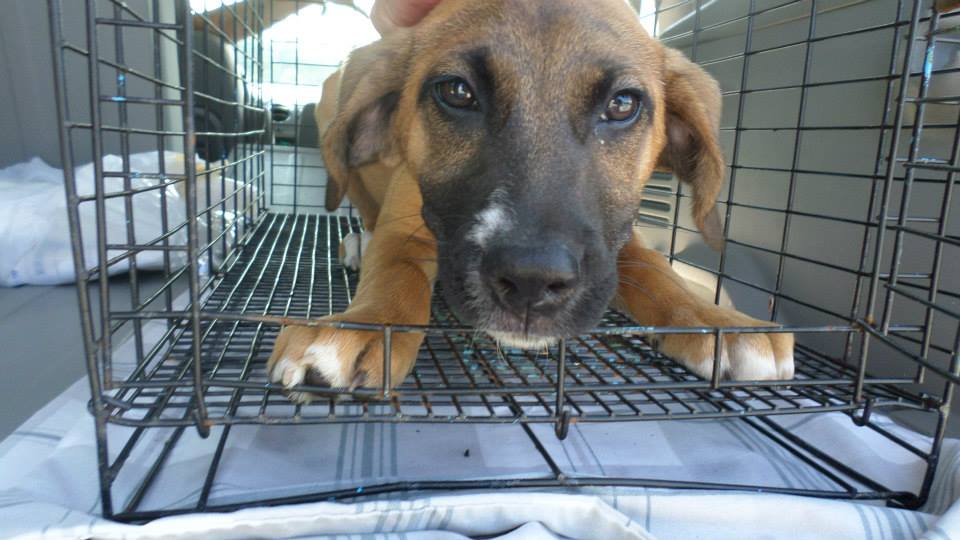 Murray Female Hound Pup