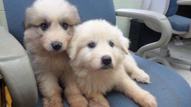 MurrayCountyPyrPups