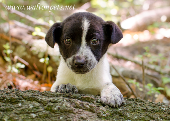 WaltonCub