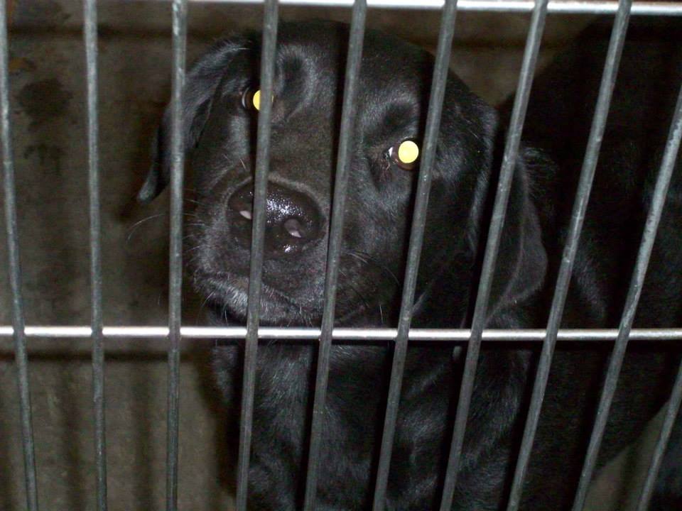 Barrow Black Lab