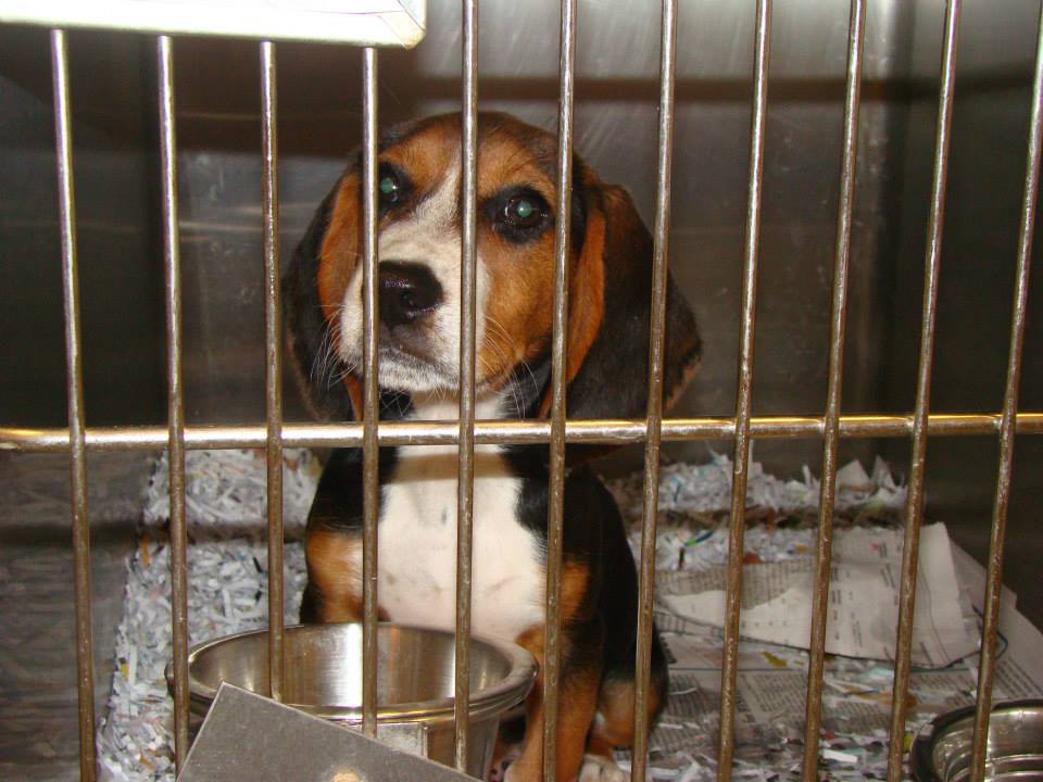 Barrow Hound Puppy