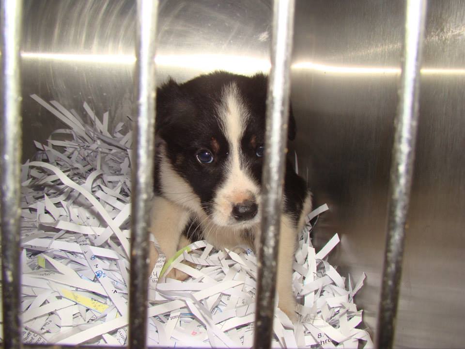 Barrow Oreo Puppy