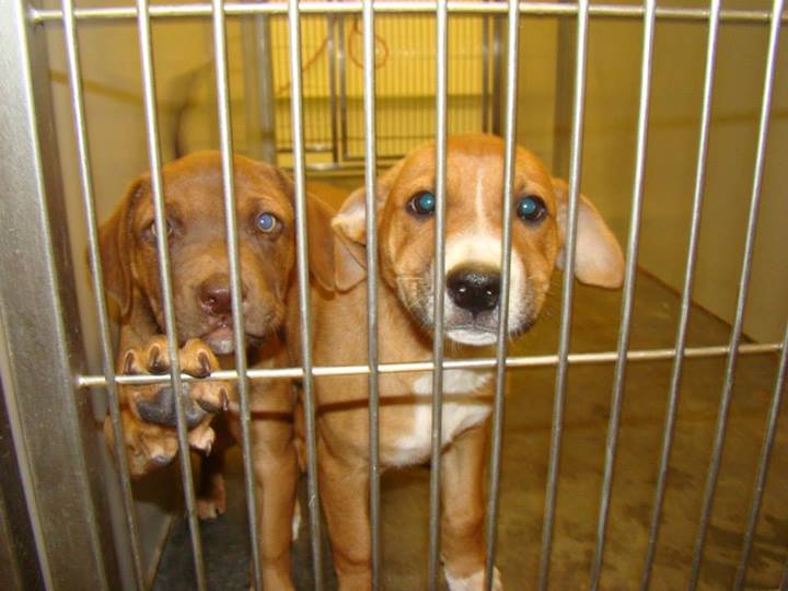 Barrow Puppies0628